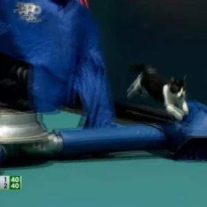 Кошка на корте помешала Венус Уильямс выиграть первый раунд против Дианы Шнайдер на турнире Miami Open.