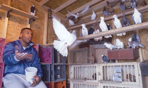 Майк Тайсон и его голуби: другая сторона легенды бокса