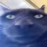 Bob Here